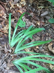 Iris verna smalliana