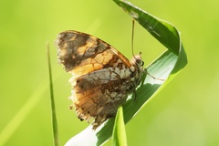 Hypanartia