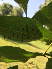 Caryomyia subulata