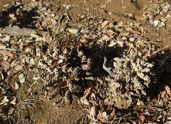 Anthacanthae