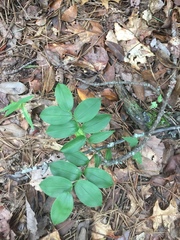 Uvularia puberula