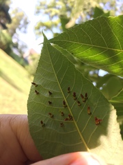 Caryomyia subulata