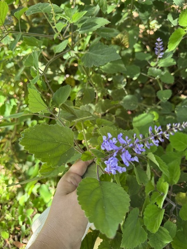 Foto de Lavanda-do-zulu