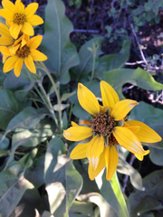 Balsamorhiza