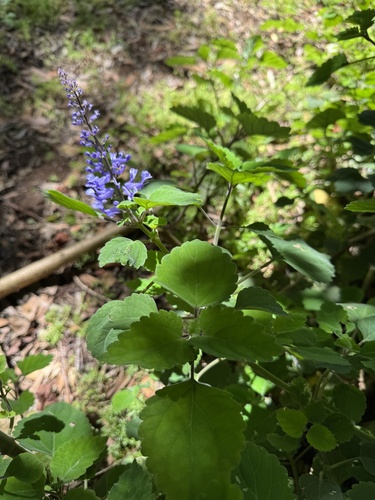 Foto de Lavanda-do-zulu