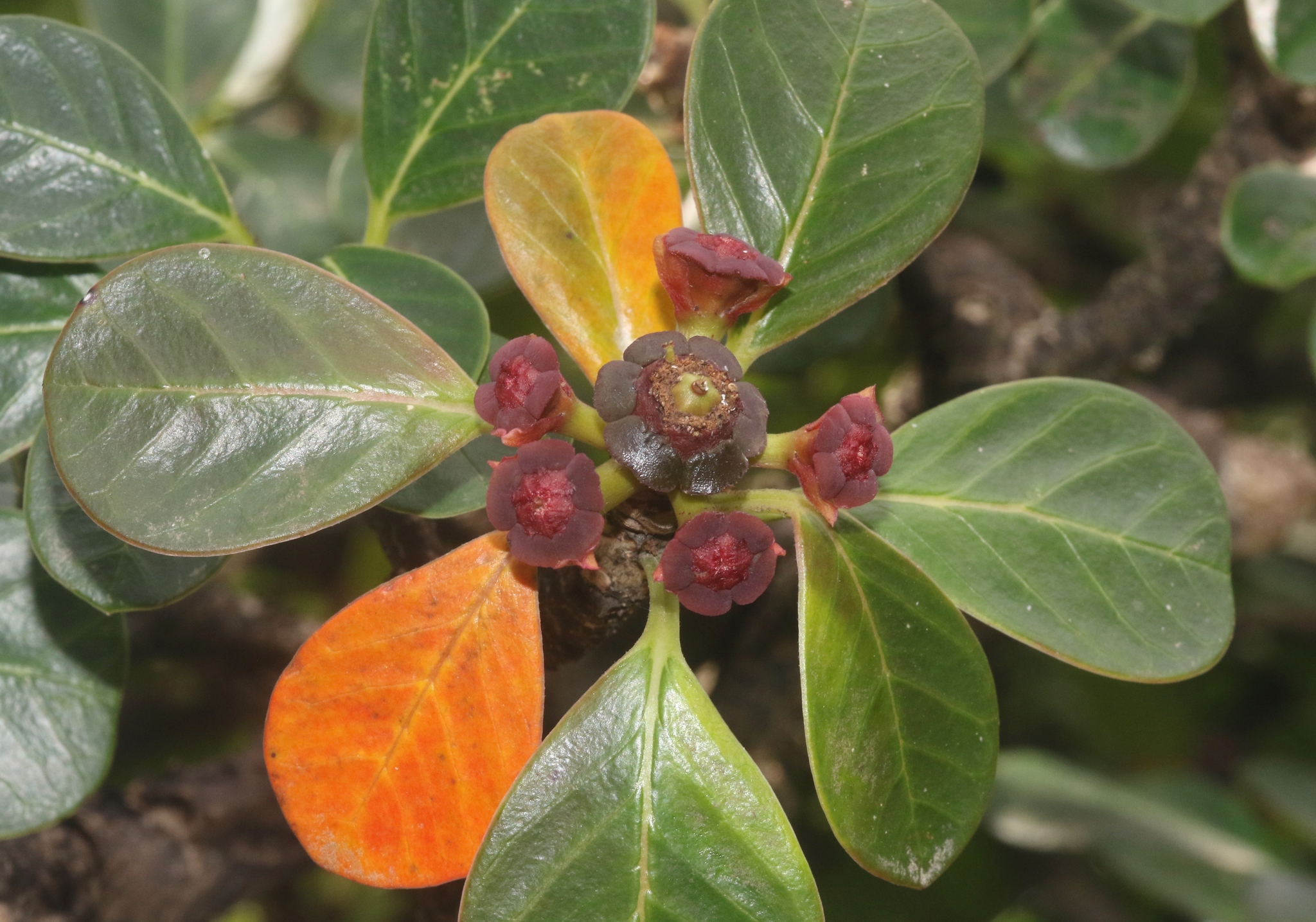 Euphorbia socotrana ssp. purpurea