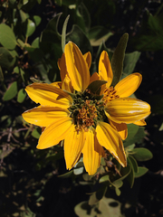 Balsamorhiza
