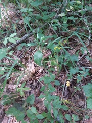 Solidago arguta boottii