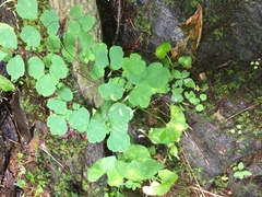 Thalictrum clavatum