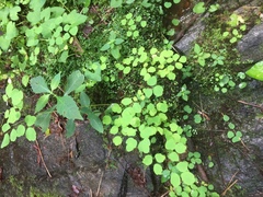 Thalictrum clavatum