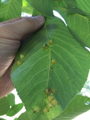 Caryomyia conoidea