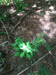 Solidago flaccidifolia