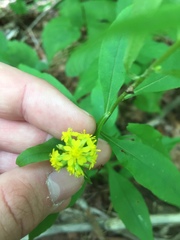 Solidago flaccidifolia