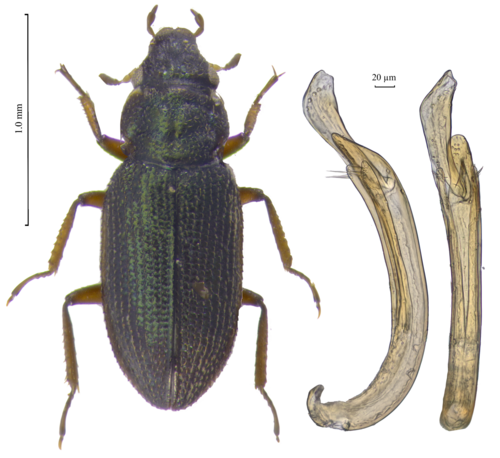 Ochthebius celatus