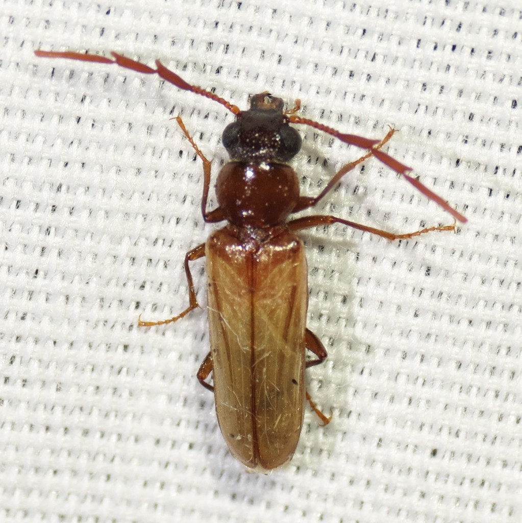 Trimitomerus riversii