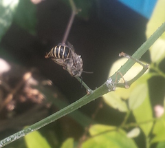 Anthophora marginata