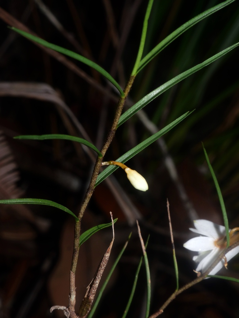 Dendrobium gramineum Ridl. 4