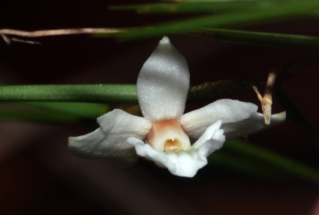 Dendrobium gramineum Ridl. 3