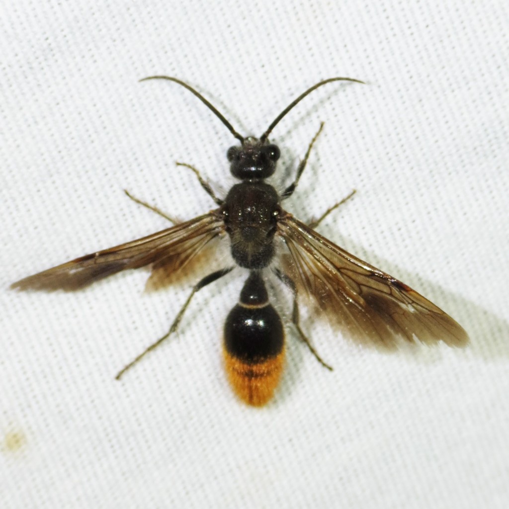 Sphaeropthalma marpesia