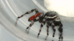 Phidippus tyrrelli