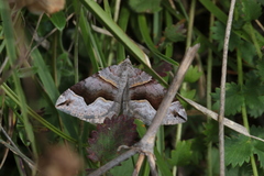 Scotopteryx moeniata
