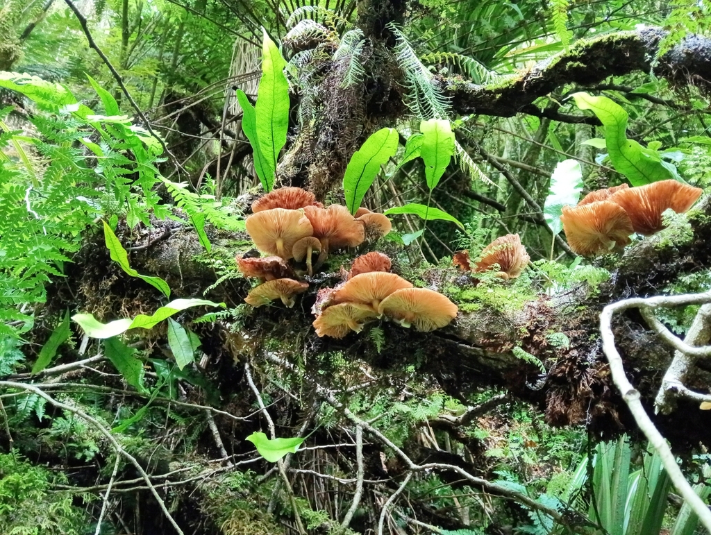 Armillaria novae-zelandiae · February 2025 · photo: © mjggines (iNaturalist, cc-by)