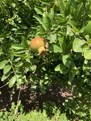 Punica granatum