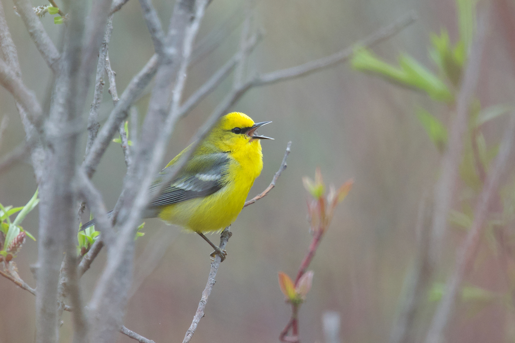 Blue-winged Warbler