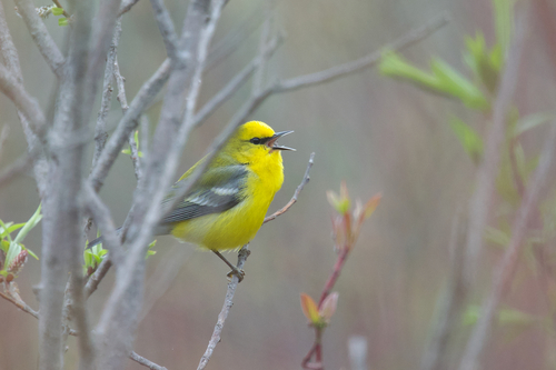 Blue-winged Warbler