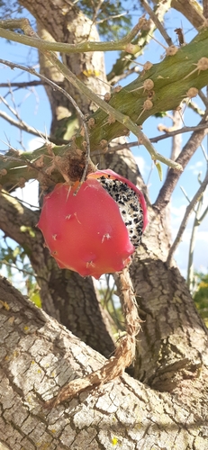 Harrisia adscendens