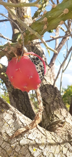 Harrisia adscendens, photograph 2