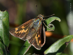Hesperia meskei straton
