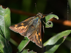 Hesperia meskei straton