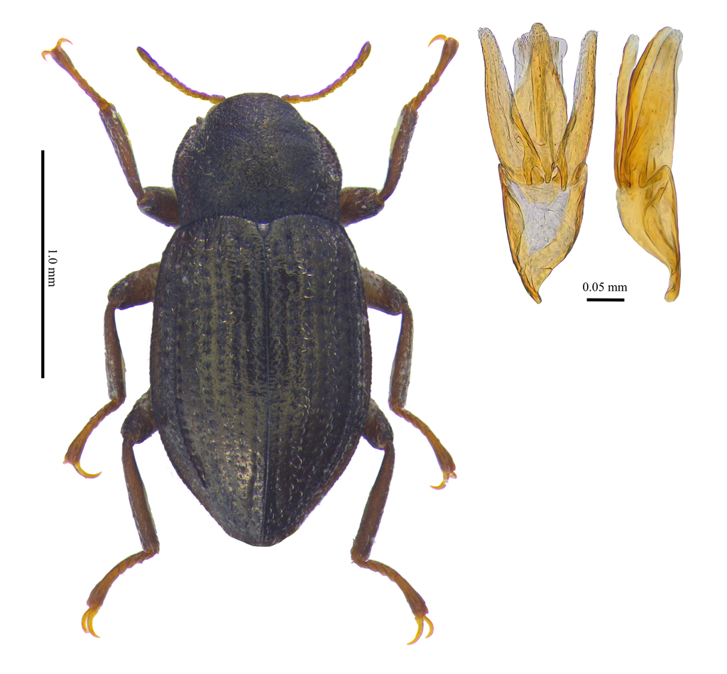 Riolus somcheticus
