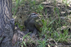 Picus squamatus
