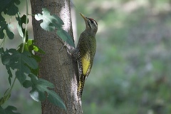 Picus squamatus
