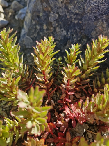 Image of Epilobium pycnostachyum by (c) Irisa Hudson, some rights reserved (CC BY)