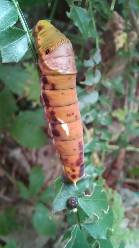 Narrow Green-banded Swallowtail
