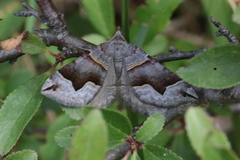 Scotopteryx moeniata