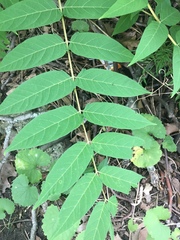 Ailanthus altissima