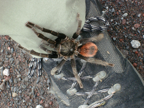 Veracruz Red-rump Tarantula