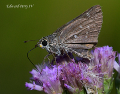 Hesperia attalus slossonae