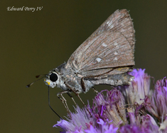 Hesperia attalus slossonae