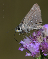 Hesperia attalus slossonae