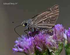Hesperia attalus slossonae