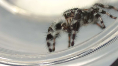 Phidippus tyrrelli