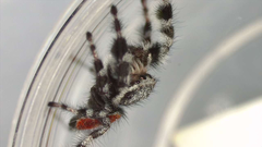 Phidippus tyrrelli