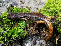 Speleomantes italicus