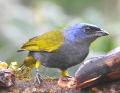 Blue-Capped Tanager photo 5