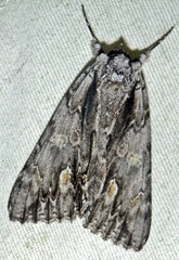 Catocala coccinata